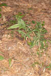 Bosc's panicgrass